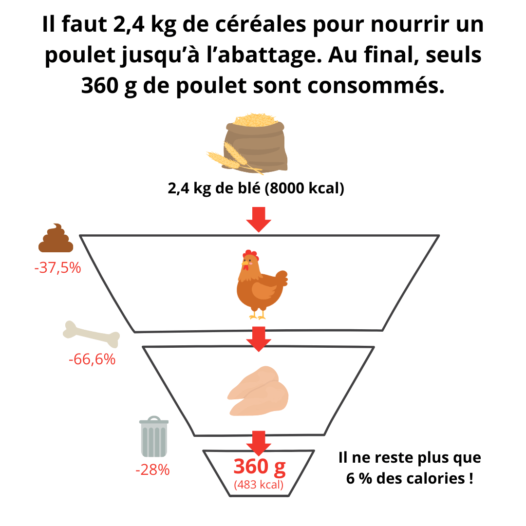 Il faut 2,4 kg de céréales pour nourrir un poulet jusqu’à l’abattage. Au final, seuls 360 g de poulet sont consommés