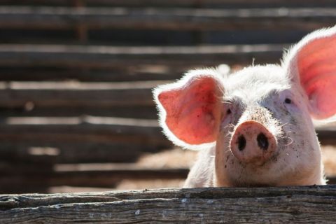 Cochon dans une étable